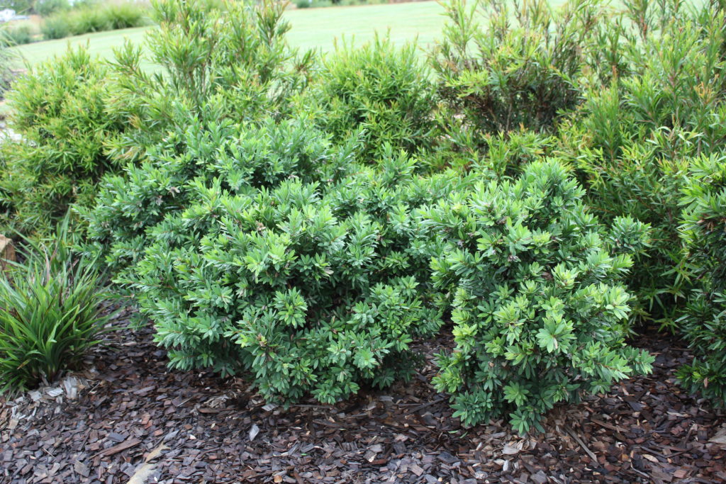 Callistemon viminalis 'Better John' red flowering shrub