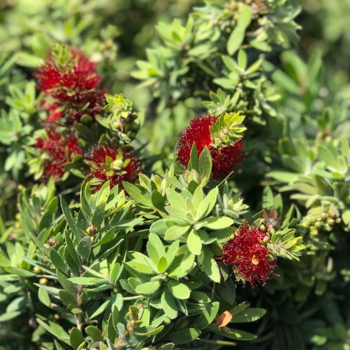 Callistemon viminalis 'Better John' bird attracting plant