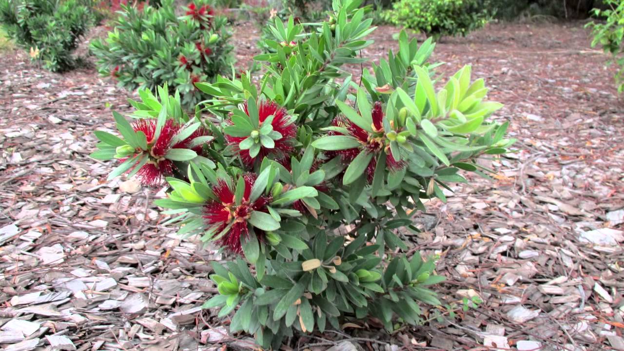Callistemon viminalis 'Better John' Australian native plant