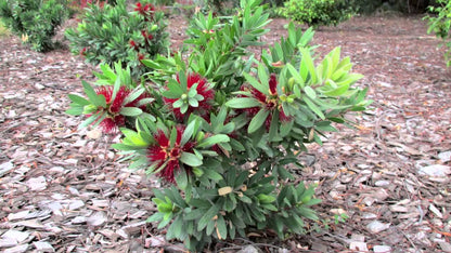 Callistemon viminalis 'Better John' Australian native plant