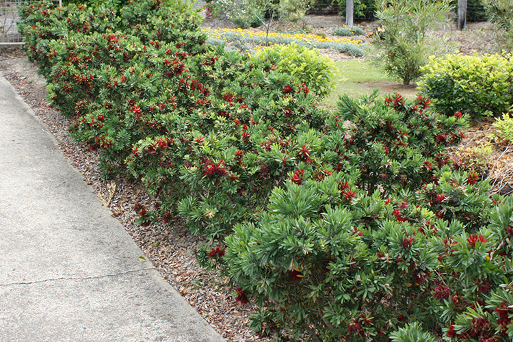 Callistemon viminalis 'Better John' native bottlebrush shrub