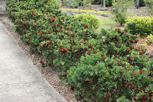 Callistemon viminalis 'Better John' native bottlebrush shrub
