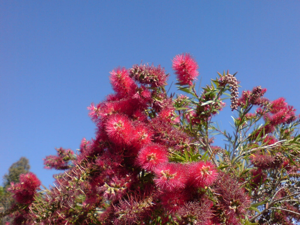 Callistemon viminalis 'Captain Cook' red flowering shrub