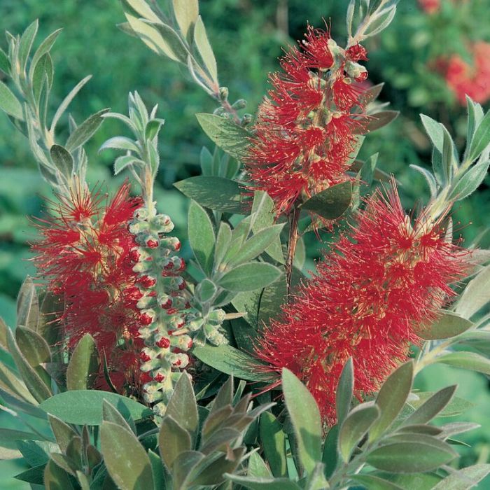 Callistemon viminalis 'Captain Cook' bird attracting plant