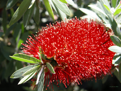 Callistemon viminalis 'Captain Cook' Australian native plant
