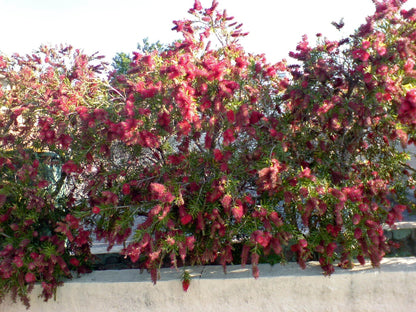 Callistemon viminalis 'Captain Cook' native bottlebrush shrub