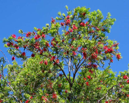 Callistemon viminalis 'Dawson River Weeper' red flowering shrub