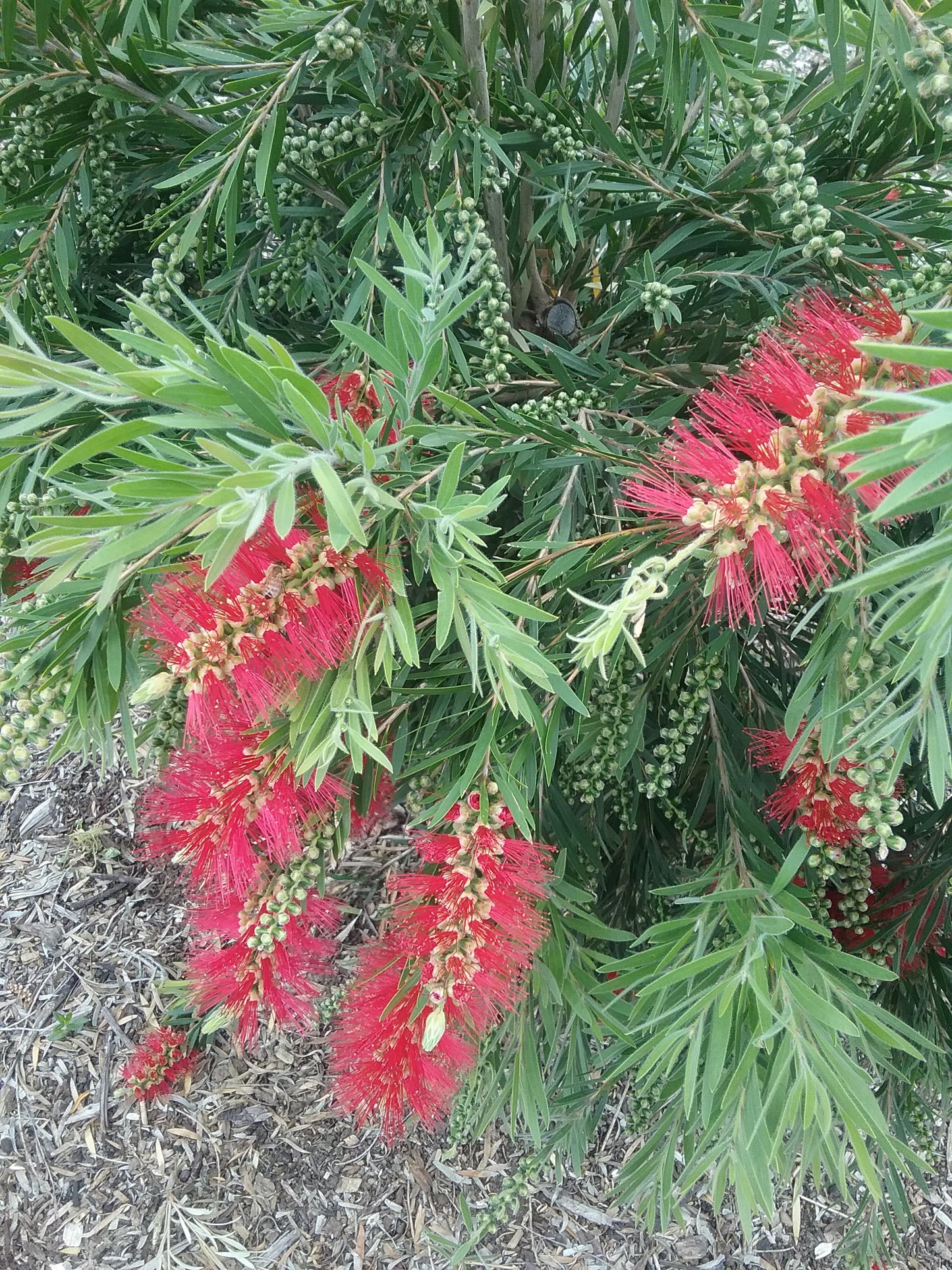 Callistemon viminalis 'Dawson River Weeper' bird attracting plant