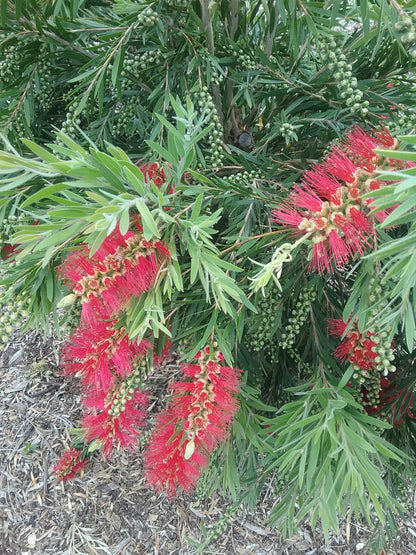 Callistemon viminalis 'Dawson River Weeper' bird attracting plant