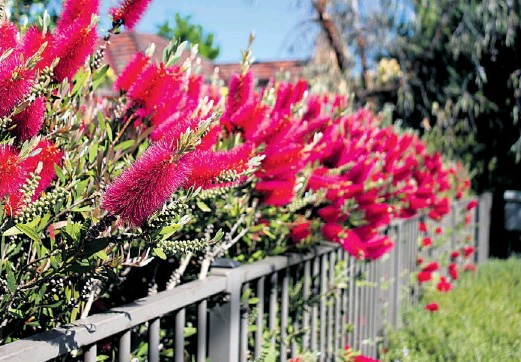 Callistemon viminalis 'Dawson River Weeper' native bottlebrush shrub