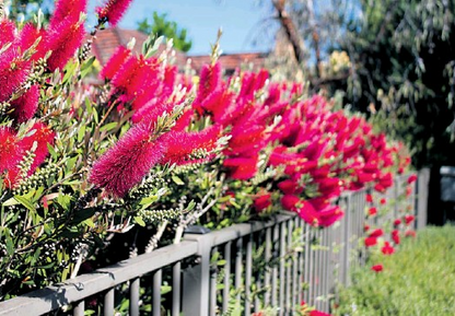 Callistemon viminalis 'Dawson River Weeper' native bottlebrush shrub