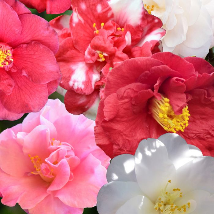 Camellia japonica assorted part shade shrub