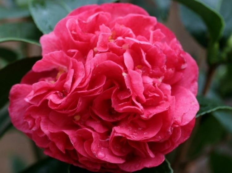 Camellia japonica assorted premium garden plant