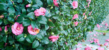 Camellia japonica assorted evergreen flowering plant
