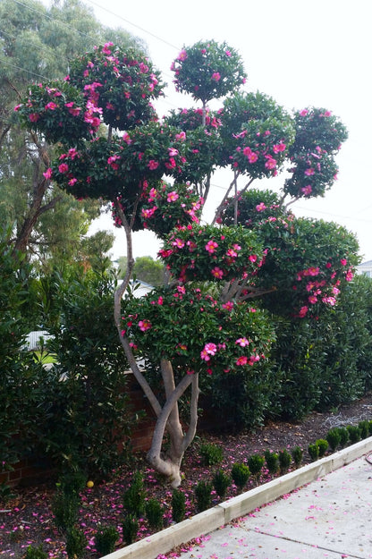 Camellia sasanqua 'Hiryu' evergreen flowering plant
