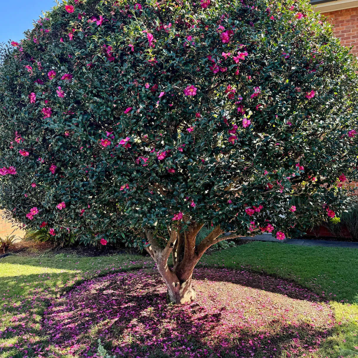 Camellia sasanqua 'Hiryu' part shade shrub