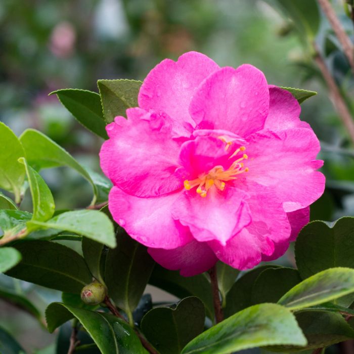 Camellia sasanqua 'Hiryu' premium garden plant
