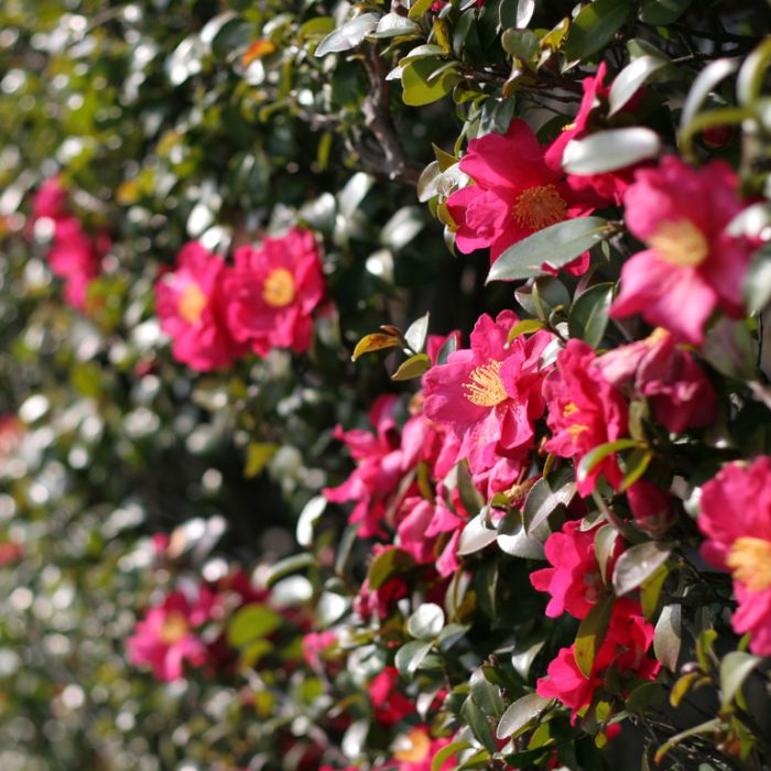 Camellia sasanqua 'Hiryu' flowering camellia shrub