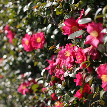 Camellia sasanqua 'Hiryu' flowering camellia shrub