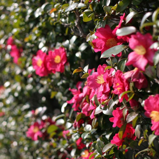 Camellia sasanqua 'Hiryu' flowering camellia shrub