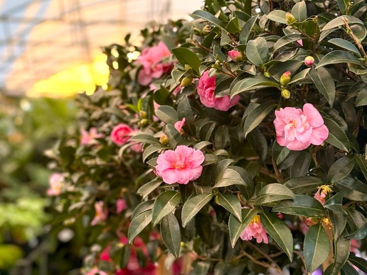 Camellia sasanqua 'Jennifer Susan' evergreen flowering plant