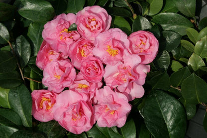 Camellia sasanqua 'Jennifer Susan' part shade shrub