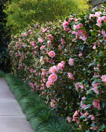 Camellia sasanqua 'Jennifer Susan' flowering camellia shrub