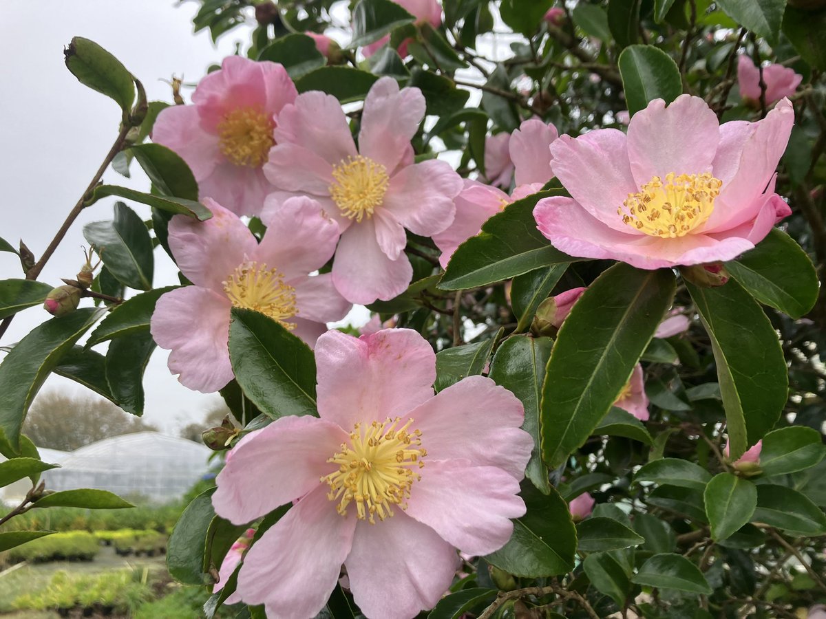 Camellia sasanqua 'Plantation Pink' evergreen flowering plant