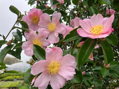 Camellia sasanqua 'Plantation Pink' evergreen flowering plant
