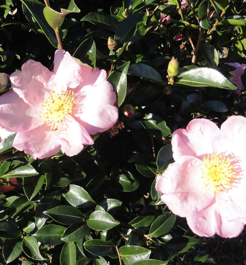 Camellia sasanqua 'Plantation Pink' part shade shrub