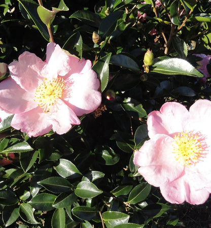 Camellia sasanqua 'Plantation Pink' part shade shrub