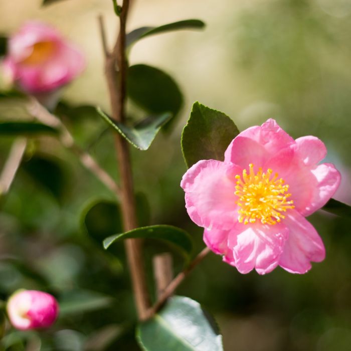 Camellia sasanqua 'Plantation Pink' premium garden plant