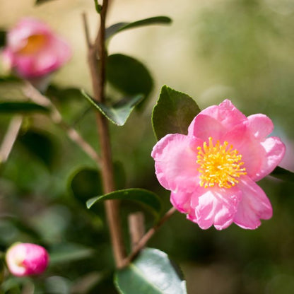 Camellia sasanqua 'Plantation Pink' premium garden plant