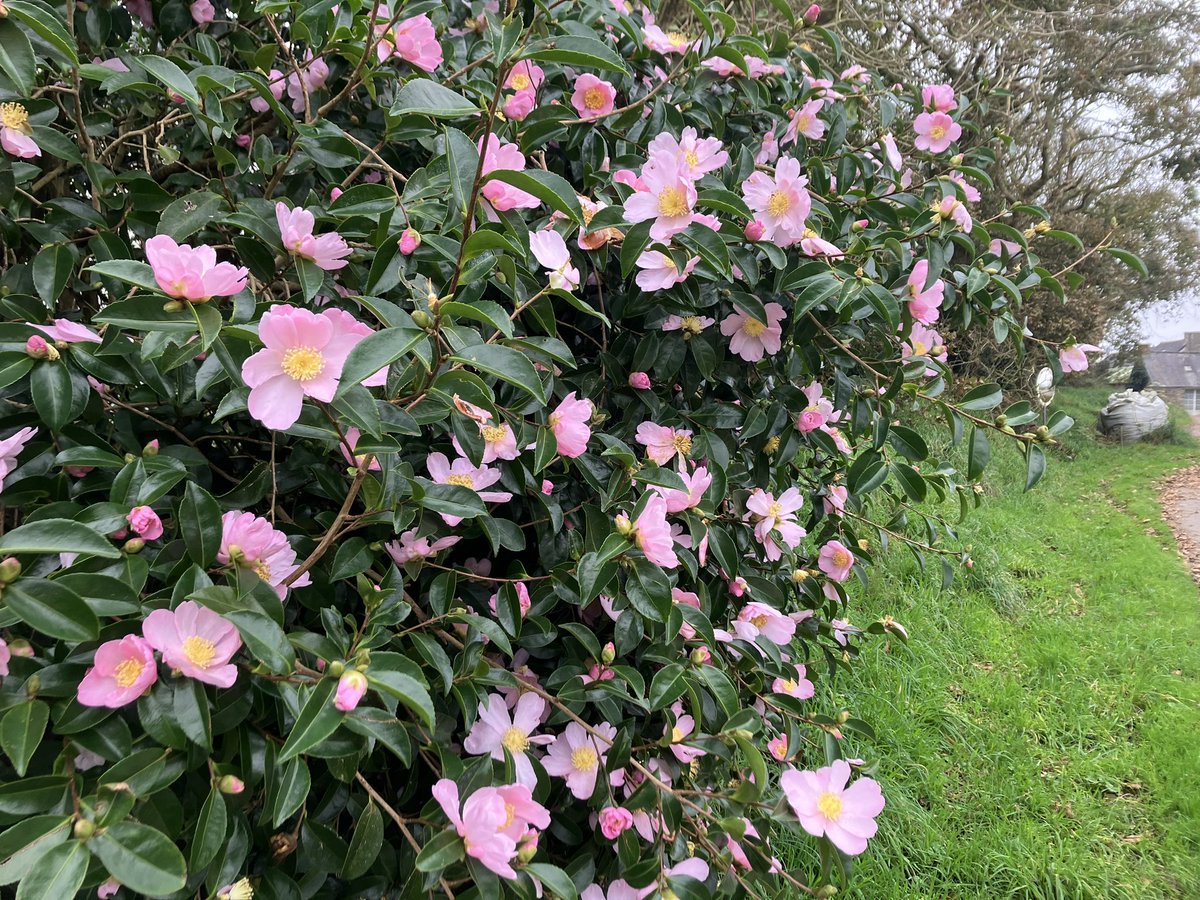 Camellia sasanqua 'Plantation Pink' flowering camellia shrub
