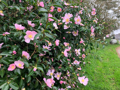 Camellia sasanqua 'Plantation Pink' flowering camellia shrub