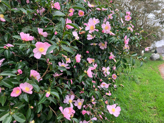 Camellia sasanqua 'Plantation Pink' flowering camellia shrub