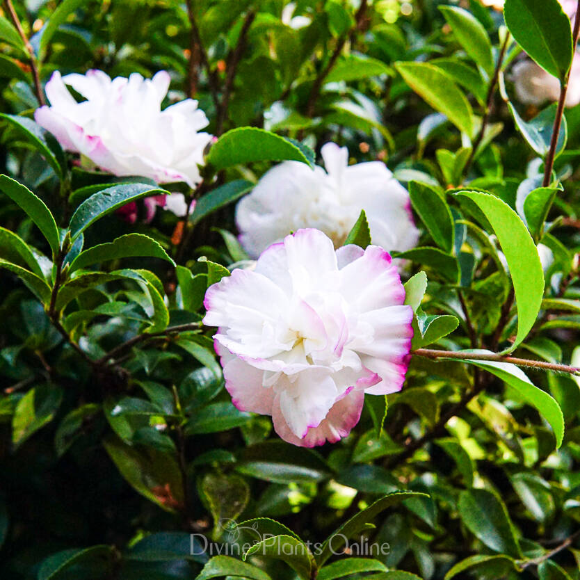 Camellia sasanqua 'Pure Silk' evergreen flowering plant