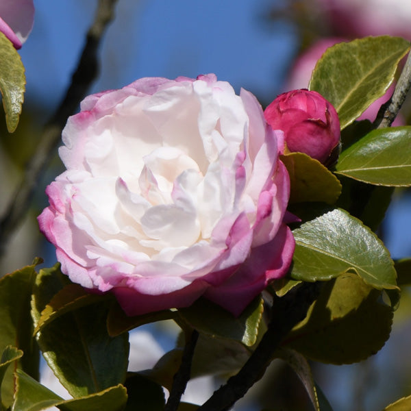 Camellia sasanqua 'Pure Silk' part shade shrub