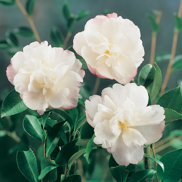 Camellia sasanqua 'Pure Silk' premium garden plant