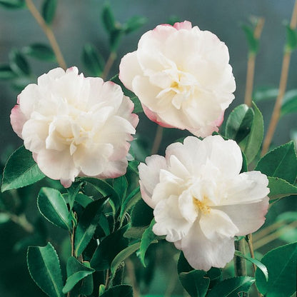 Camellia sasanqua 'Pure Silk' premium garden plant