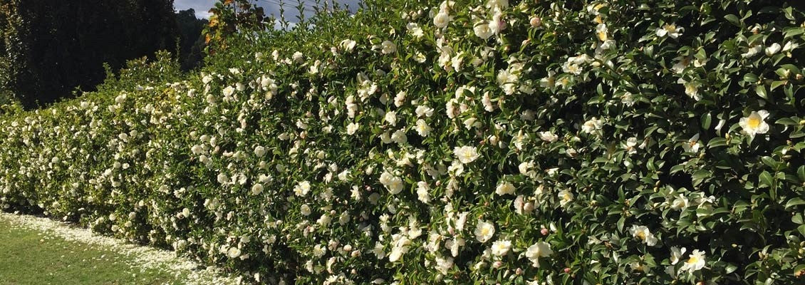 Camellia sasanqua 'Pure Silk' flowering camellia shrub