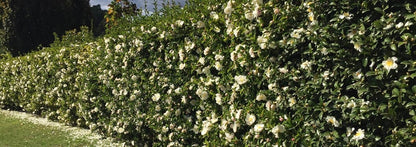 Camellia sasanqua 'Pure Silk' flowering camellia shrub