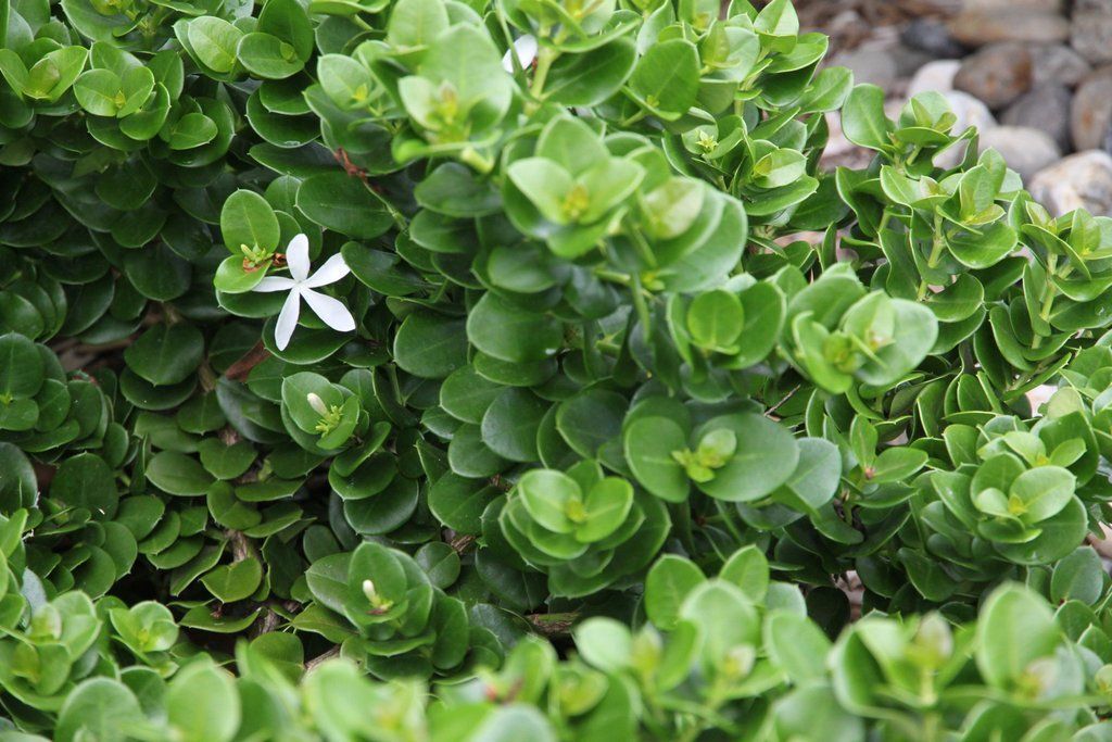 Carissa 'Desert Star' coastal garden shrub