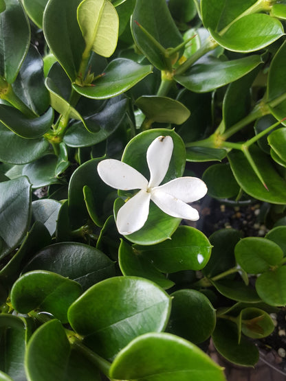 Carissa 'Desert Star' evergreen border plant