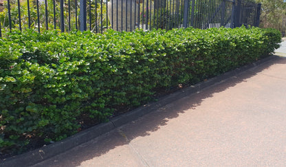 Carissa 'Desert Star' compact hedge plant
