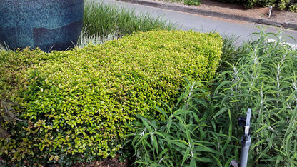 Acmena smithii 'Allyn Magic' native style hedge