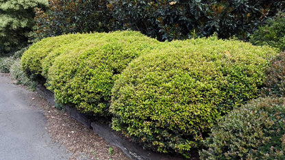 Acmena smithii 'Allyn Magic' lilly pilly hedge plant