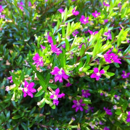Cuphea hyssopifolia 'Rob's Mauve' small flowering shrub