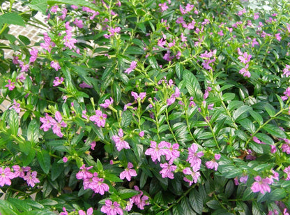 Cuphea hyssopifolia 'Rob's Mauve' low garden plant
