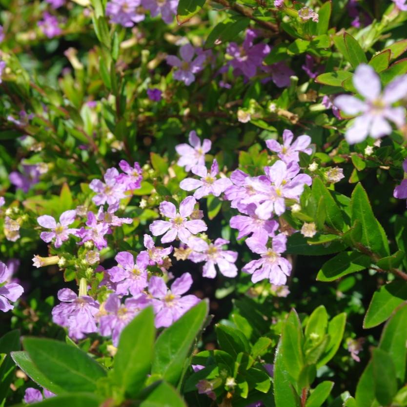 Cuphea hyssopifolia 'Rob's Mauve' flowering border plant